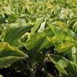 Bohyška 'Golden Tiara' - Hosta 'Golden Tiara'