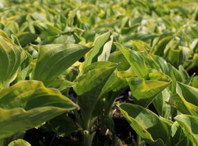 Bohyška 'Golden Tiara' - Hosta 'Golden Tiara'