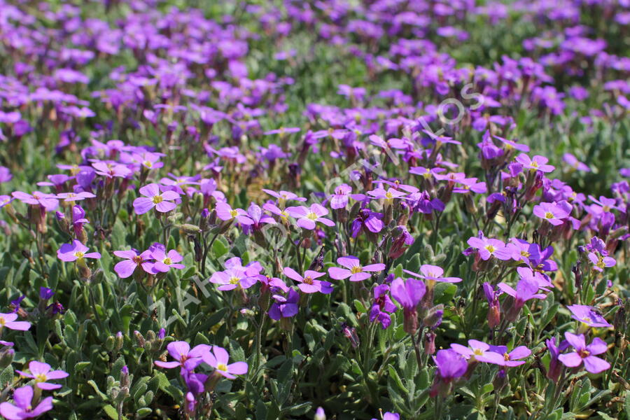 Tařička kosníkovitá 'Hürth' - Aubrieta deltoides 'Hürth'