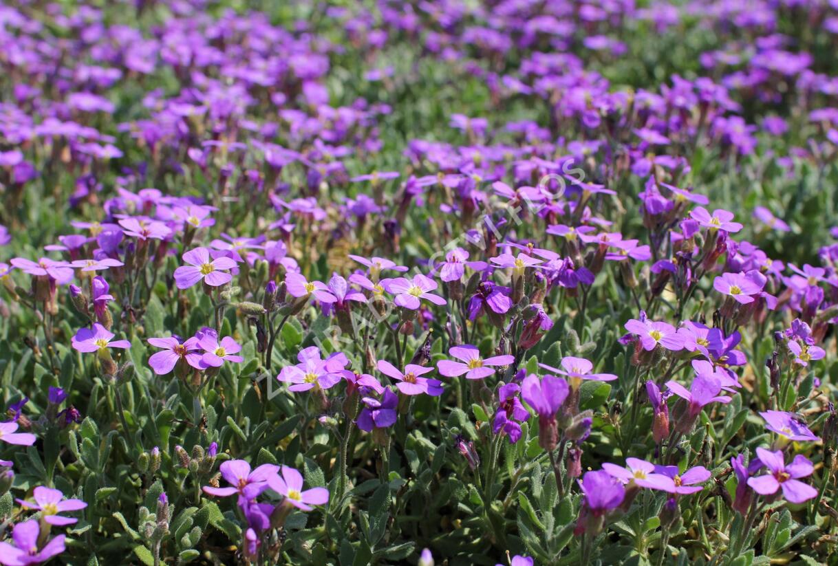 Tařička kosníkovitá 'Hürth' - Aubrieta deltoides 'Hürth'