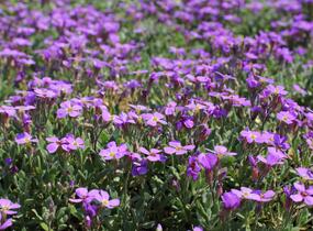 Tařička kosníkovitá 'Hürth' - Aubrieta deltoides 'Hürth'