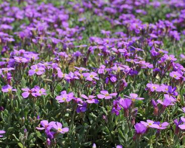 Tařička kosníkovitá 'Hürth'