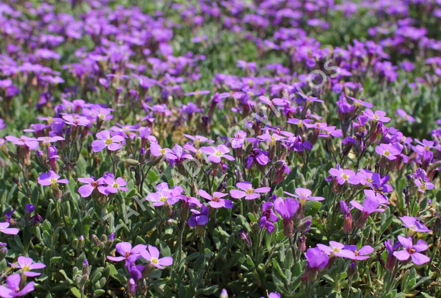 Tařička kosníkovitá 'Hürth' - Aubrieta deltoides 'Hürth'