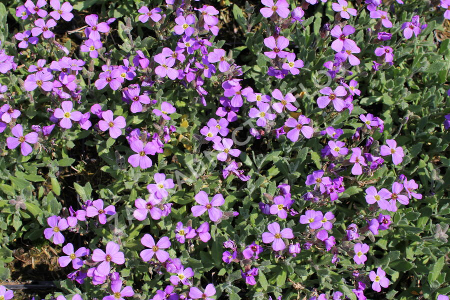 Tařička kosníkovitá 'Hürth' - Aubrieta deltoides 'Hürth'