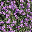 Tařička kosníkovitá 'Hürth' - Aubrieta deltoides 'Hürth'