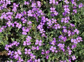 Tařička kosníkovitá 'Hürth' - Aubrieta deltoides 'Hürth'