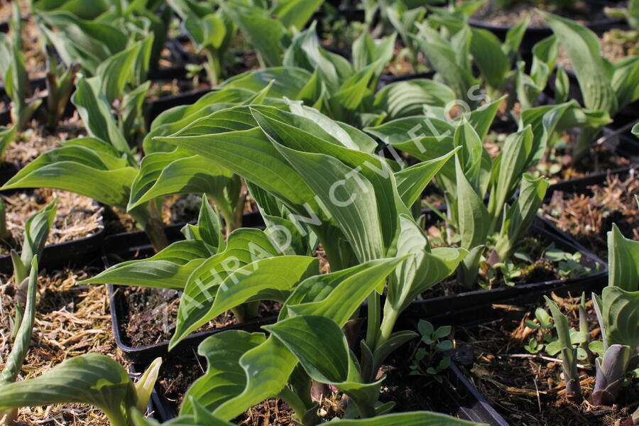 Bohyška 'Blue Boy' - Hosta 'Blue Boy'