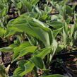 Bohyška 'Blue Boy' - Hosta 'Blue Boy'