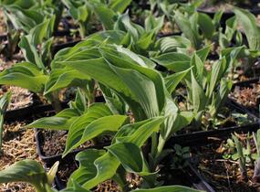 Bohyška 'Blue Boy' - Hosta 'Blue Boy'