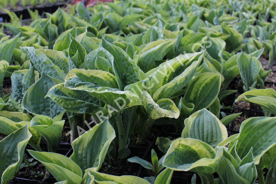 Bohyška 'Austin Dickinson' - Hosta 'Austin Dickinson'