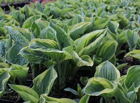 Bohyška 'Austin Dickinson' - Hosta 'Austin Dickinson'