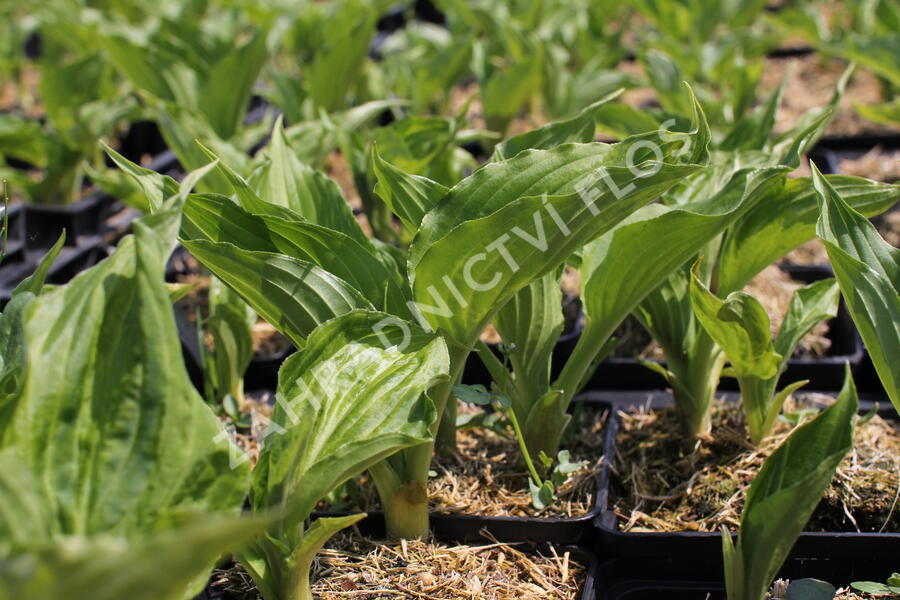 Bohyška 'Stirfry' - Hosta 'Stirfry'