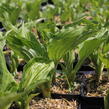 Bohyška 'Stirfry' - Hosta 'Stirfry'