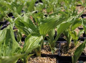 Bohyška 'Stirfry' - Hosta 'Stirfry'