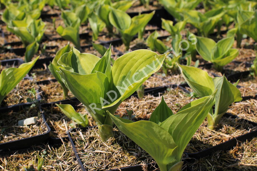 Bohyška 'Tom Schmid' - Hosta 'Tom Schmid'