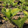 Bohyška 'Tom Schmid' - Hosta 'Tom Schmid'