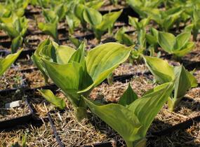 Bohyška 'Tom Schmid' - Hosta 'Tom Schmid'