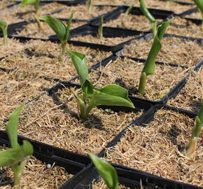 Bohyška vlnitolistá 'Erromena' - Hosta undulata 'Erromena'