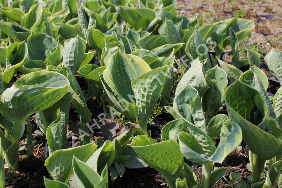 Bohyška 'Pizzazz' - Hosta 'Pizzazz'