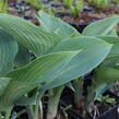 Bohyška 'Halcyon' - Hosta tardiana 'Halcyon'