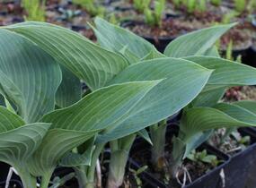 Bohyška 'Halcyon' - Hosta tardiana 'Halcyon'