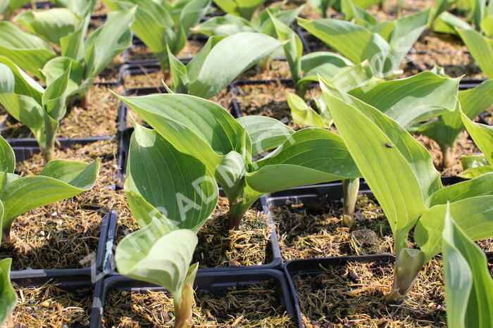 Bohyška 'Sum and Substance' - Hosta 'Sum and Substance'
