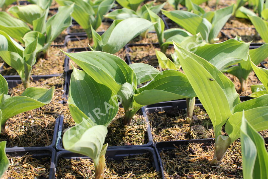 Bohyška 'Sum and Substance' - Hosta 'Sum and Substance'