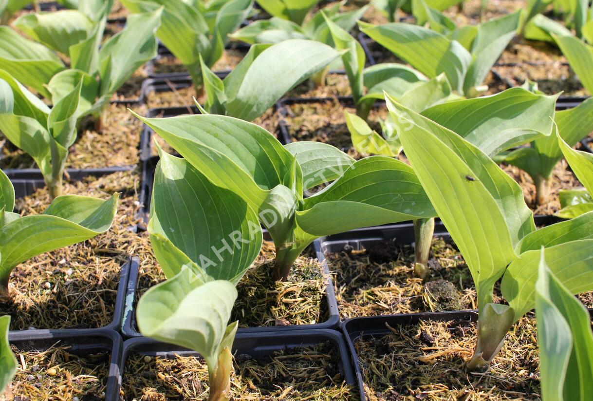Bohyška 'Sum and Substance' - Hosta 'Sum and Substance'