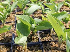 Bohyška 'Sum and Substance' - Hosta 'Sum and Substance'