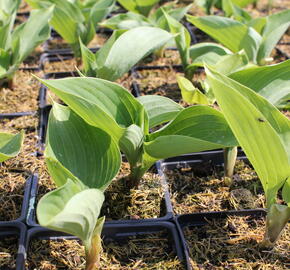 Bohyška 'Sum and Substance' - Hosta 'Sum and Substance'