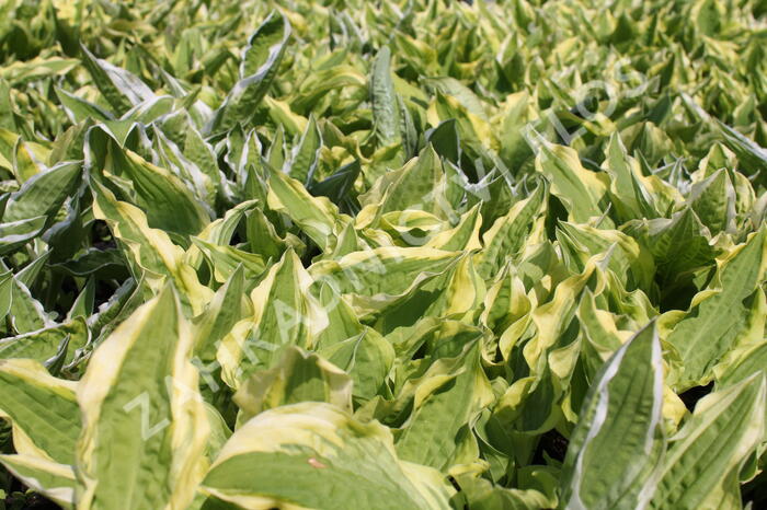 Bohyška 'Ginko Craig' - Hosta sieboldiana 'Ginko Craig'