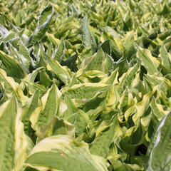 Bohyška 'Ginko Craig' - Hosta sieboldiana 'Ginko Craig'