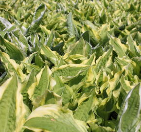 Bohyška 'Ginko Craig' - Hosta sieboldiana 'Ginko Craig'