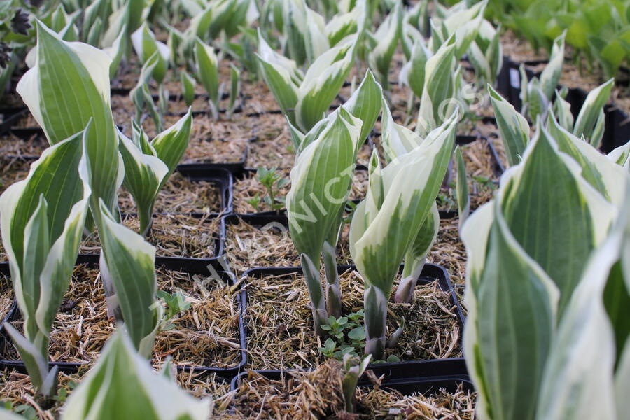 Bohyška 'Patriot' - Hosta 'Patriot'