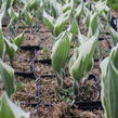 Bohyška 'Patriot' - Hosta 'Patriot'