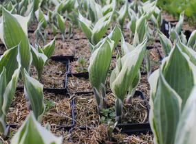Bohyška 'Patriot' - Hosta 'Patriot'