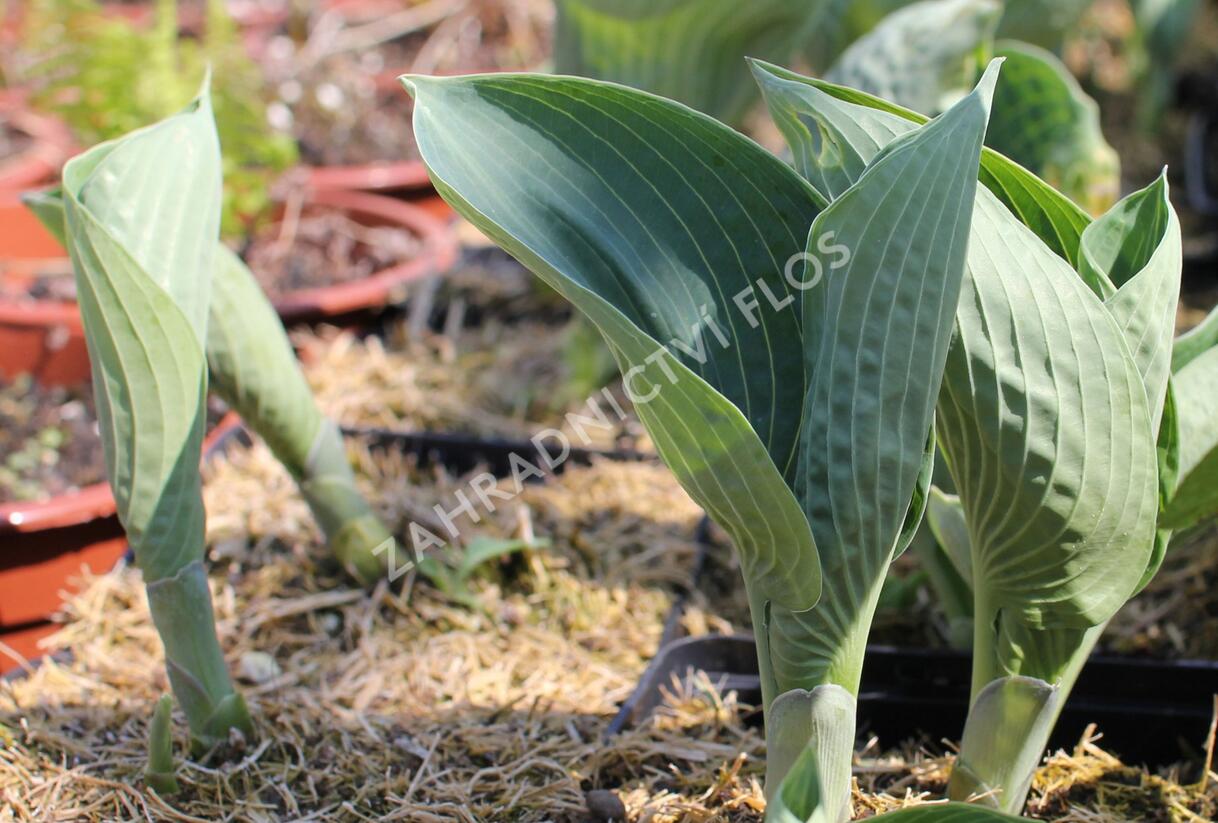 Bohyška 'Big Daddy' - Hosta sieboldiana 'Big Daddy'