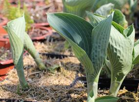 Bohyška 'Big Daddy' - Hosta sieboldiana 'Big Daddy'