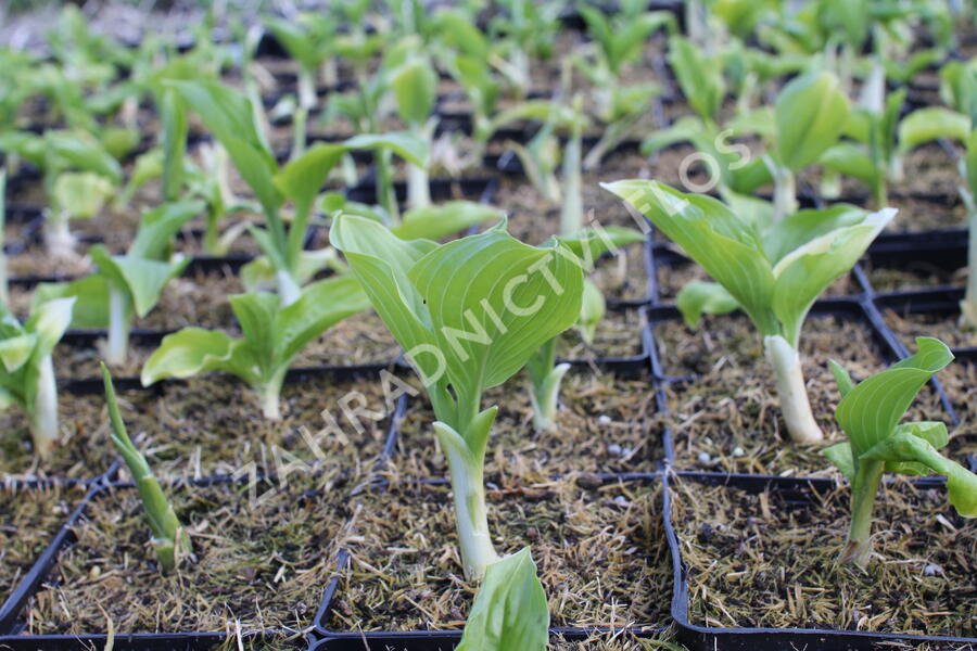 Bohyška 'Royal Standard' - Hosta 'Royal Standard'