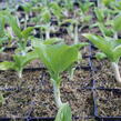 Bohyška 'Royal Standard' - Hosta 'Royal Standard'