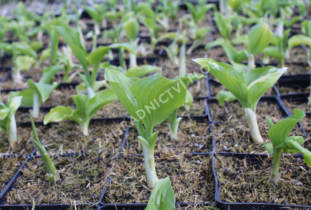 Bohyška 'Royal Standard' - Hosta 'Royal Standard'