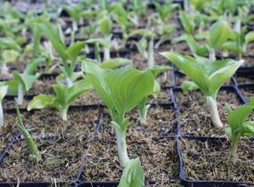 Bohyška 'Royal Standard' - Hosta 'Royal Standard'