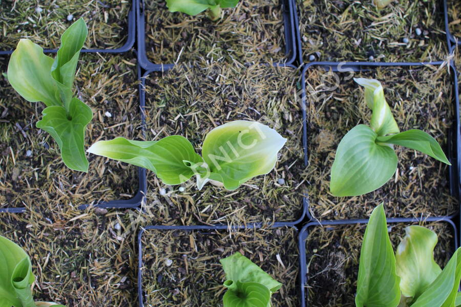 Bohyška 'Royal Standard' - Hosta 'Royal Standard'