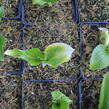 Bohyška 'Royal Standard' - Hosta 'Royal Standard'