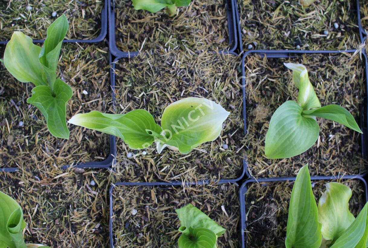 Bohyška 'Royal Standard' - Hosta 'Royal Standard'