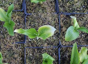Bohyška 'Royal Standard' - Hosta 'Royal Standard'