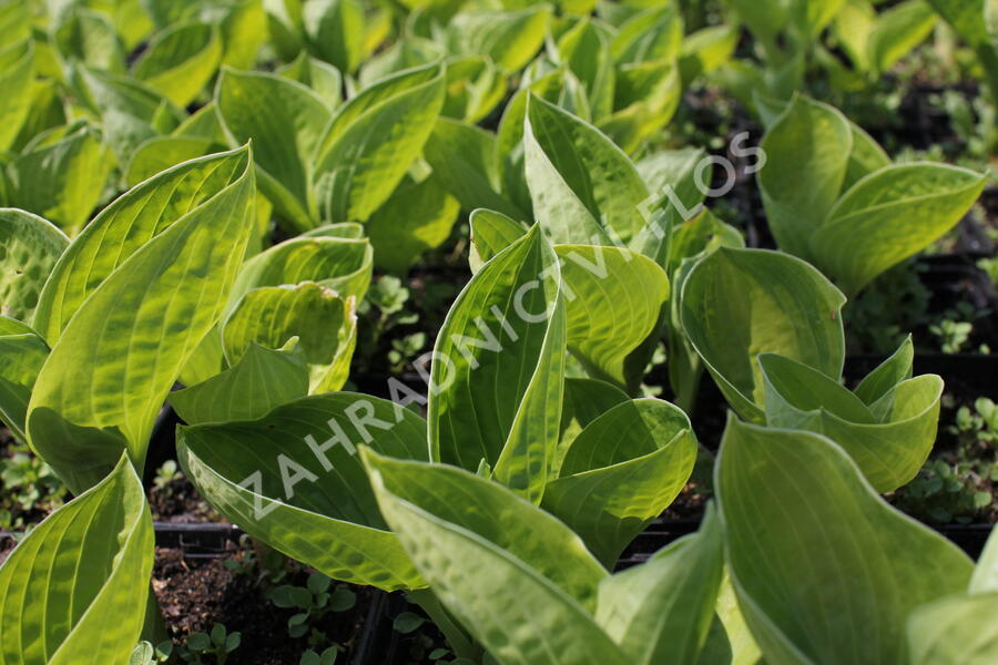 Bohyška 'Rainforest Sunrise' - Hosta 'Rainforest Sunrise'