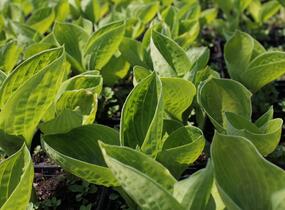 Bohyška 'Rainforest Sunrise' - Hosta 'Rainforest Sunrise'