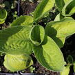 Bohyška 'Rainforest Sunrise' - Hosta 'Rainforest Sunrise'