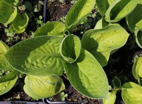 Bohyška 'Rainforest Sunrise' - Hosta 'Rainforest Sunrise'
